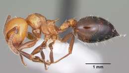 Image of Crematogaster laeviuscula Mayr 1870