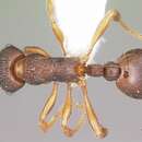 Imagem de Myrmica alaskensis Wheeler 1917