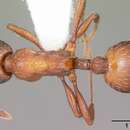 Imagem de Myrmica brevispinosa Wheeler 1917