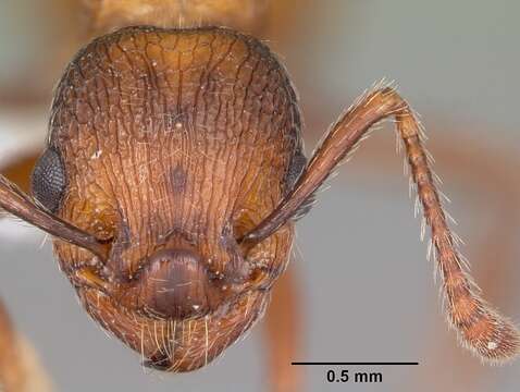 Imagem de Myrmica