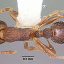 Imagem de Myrmica hamulata Weber 1939