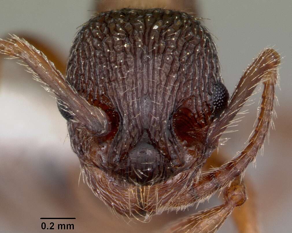 Image of Myrmica monticola Creighton 1950
