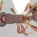 Imagem de Myrmica spatulata Smith 1930