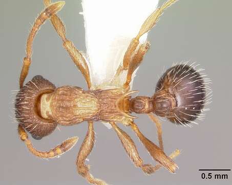 Image de Myrmica nearctica Weber 1939