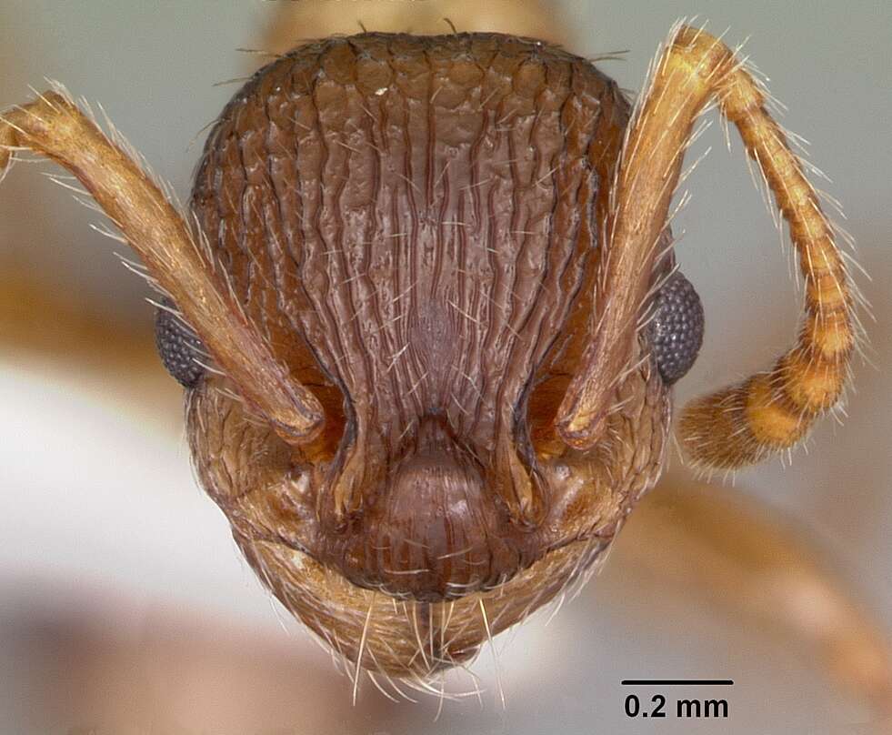 Plancia ëd Myrmica nearctica Weber 1939