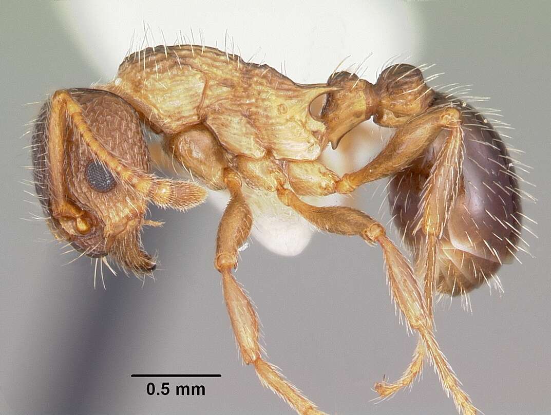 Plancia ëd Myrmica nearctica Weber 1939