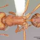 Image of Pogonomyrmex comanche Wheeler 1902