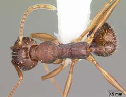 Image of Aphaenogaster rudis