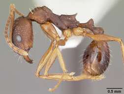 Image of Aphaenogaster rudis