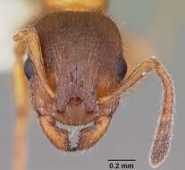 Imagem de Leptothorax