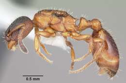 Image of Leptothorax