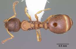 Image of Leptothorax wilsoni Heinze 1989