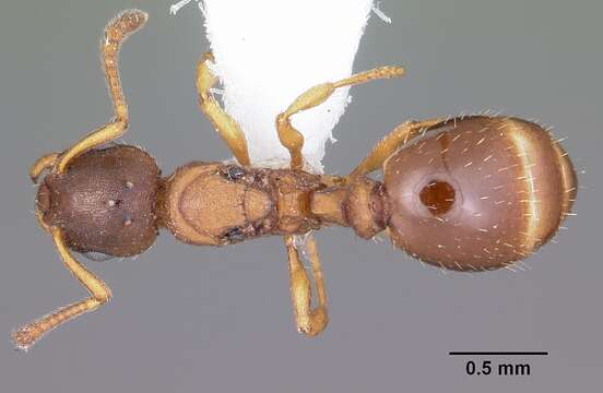 Image of Leptothorax wilsoni Heinze 1989