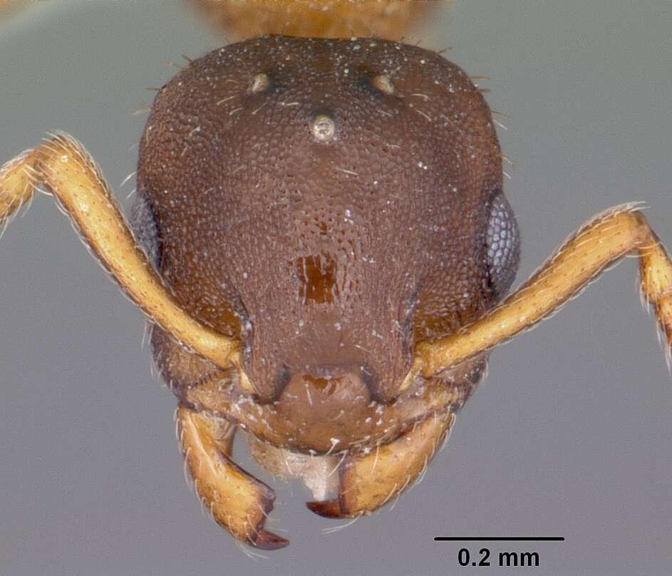 Image of Leptothorax wilsoni Heinze 1989