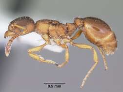 Image of Leptothorax wilsoni Heinze 1989