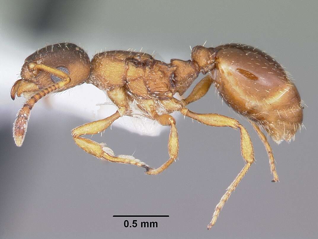 Image of Leptothorax wilsoni Heinze 1989