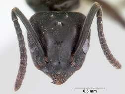 Image of Odorous House Ant