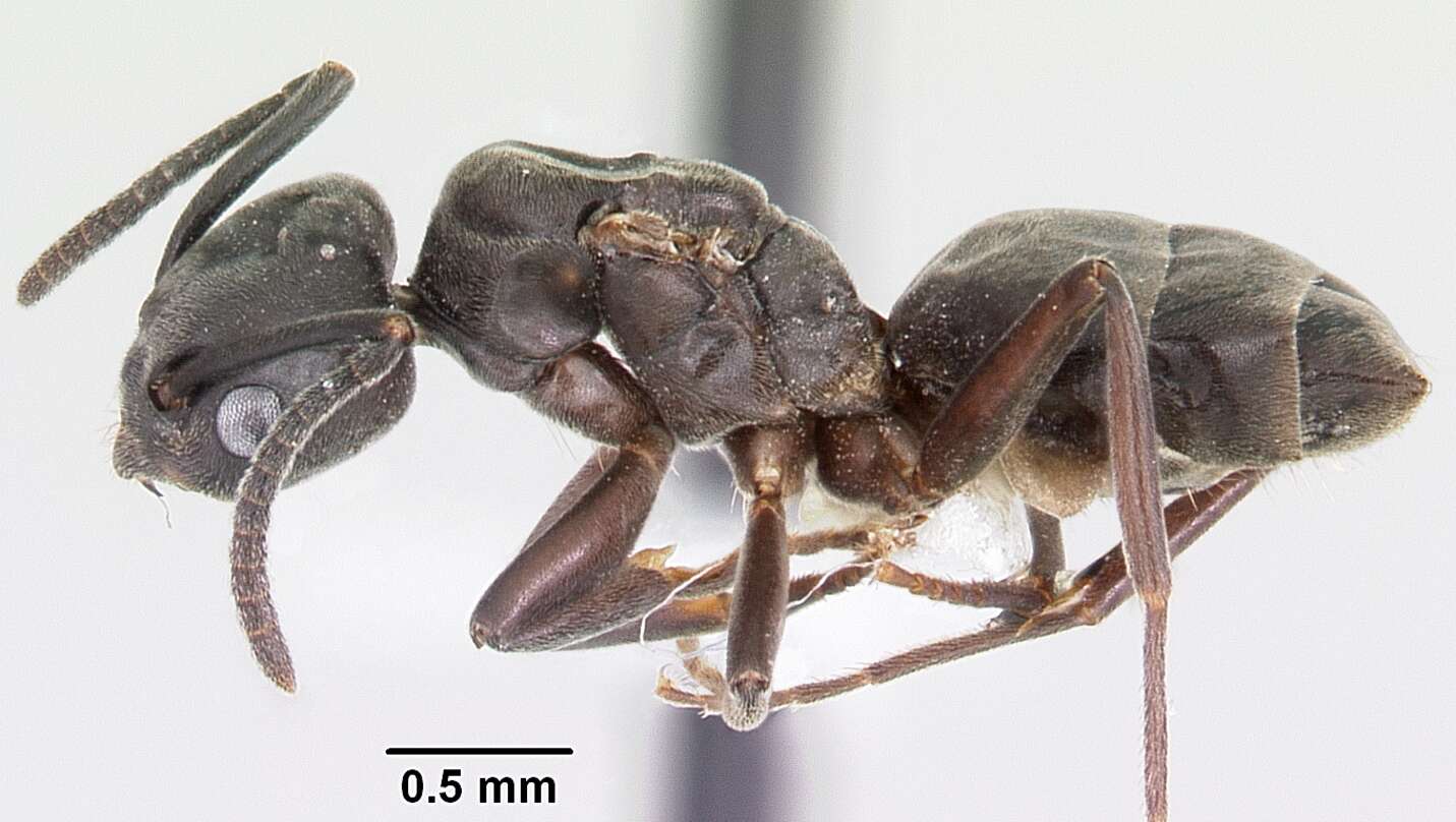 Image of Odorous House Ant