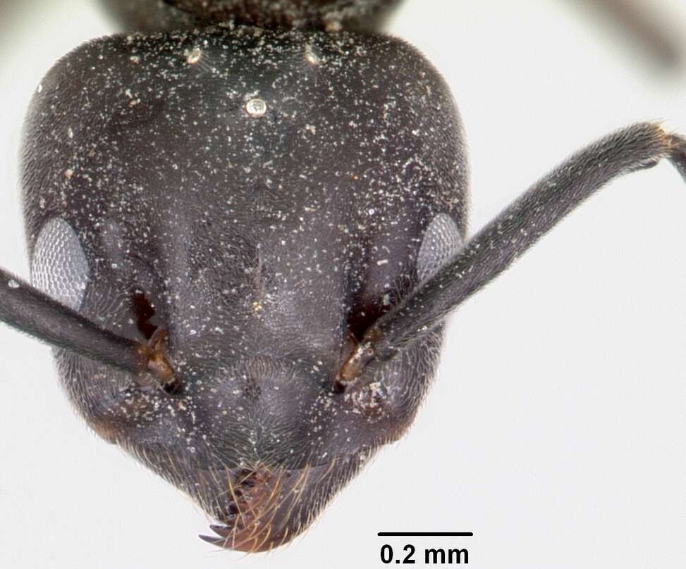 Image of Odorous House Ant