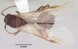 Image of Aphaenogaster ashmeadi Emery 1895