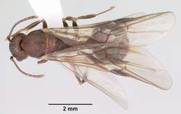 Image of Aphaenogaster fulva Roger 1863