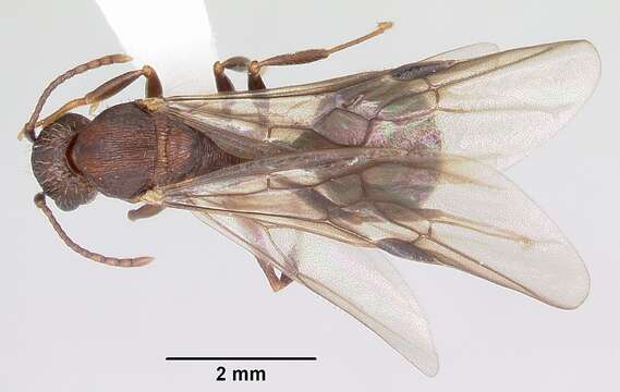 Image de Aphaenogaster fulva Roger 1863