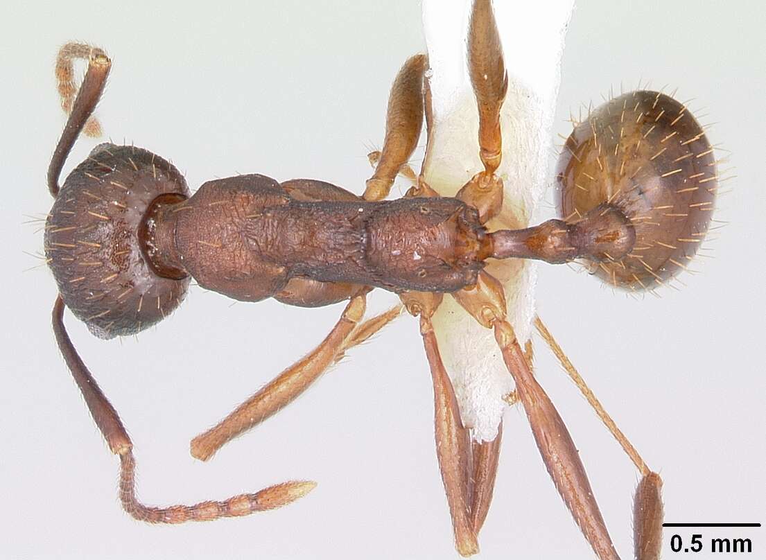 Image de Aphaenogaster fulva Roger 1863