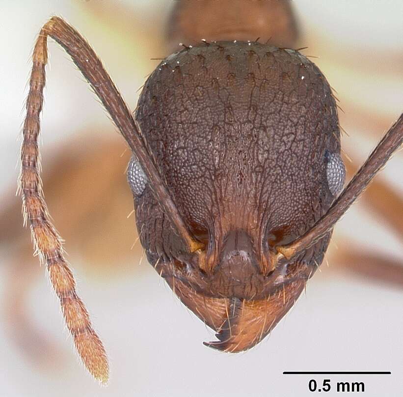 Image of Aphaenogaster fulva Roger 1863