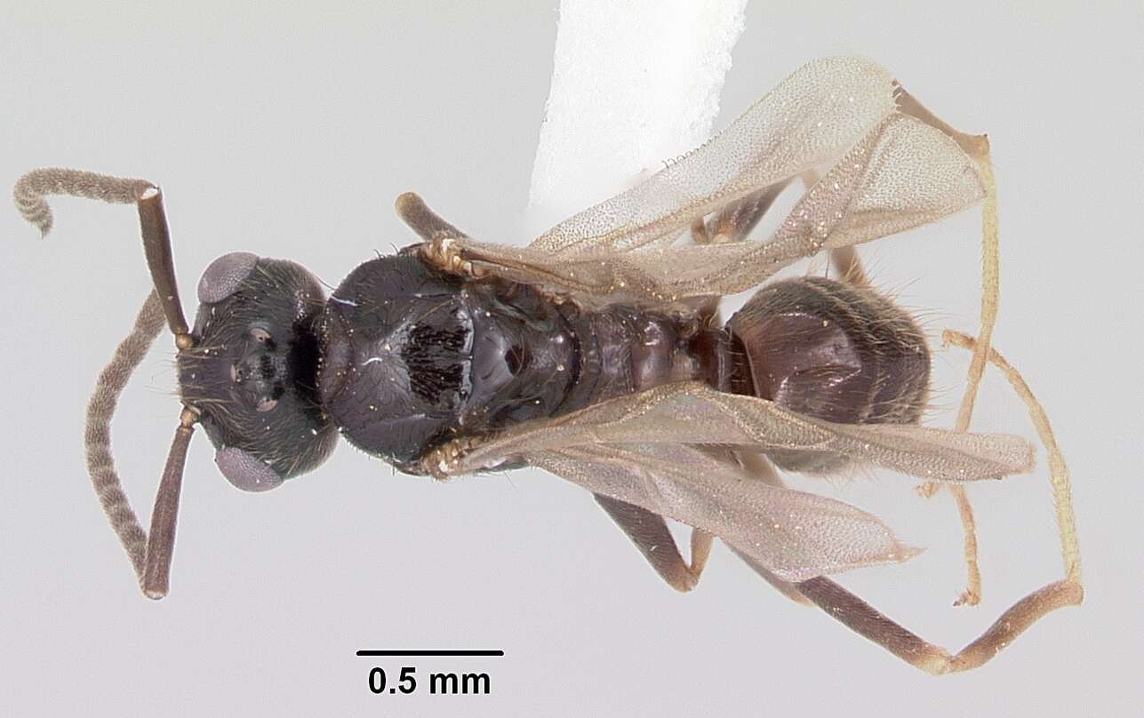 Image of False Honey Ants