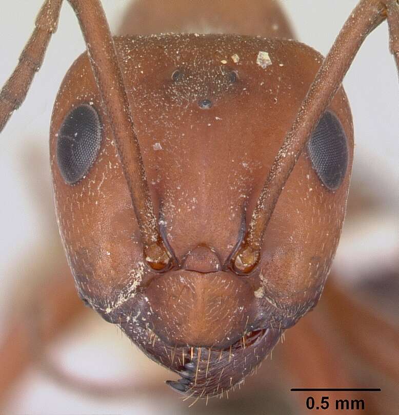 Image of Formica rubicunda Emery 1893