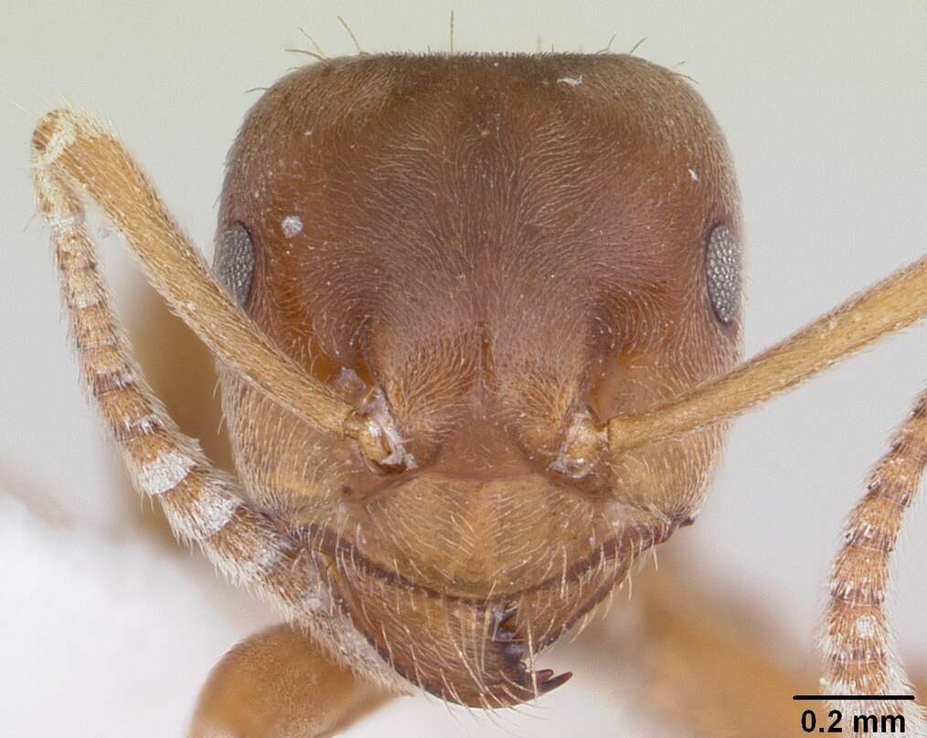 Image of Lasius minutus Emery 1893