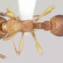 Imagem de Myrmica pinetorum Wheeler 1905