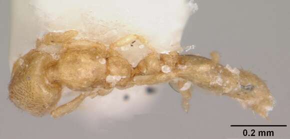 Image of Solenopsis subterranea MacKay & Vinson 1989