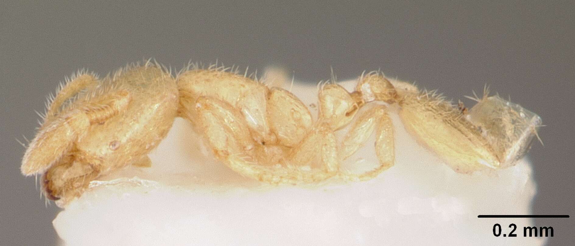 Image of Solenopsis subterranea MacKay & Vinson 1989