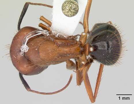 Image of Florida Carpenter Ant