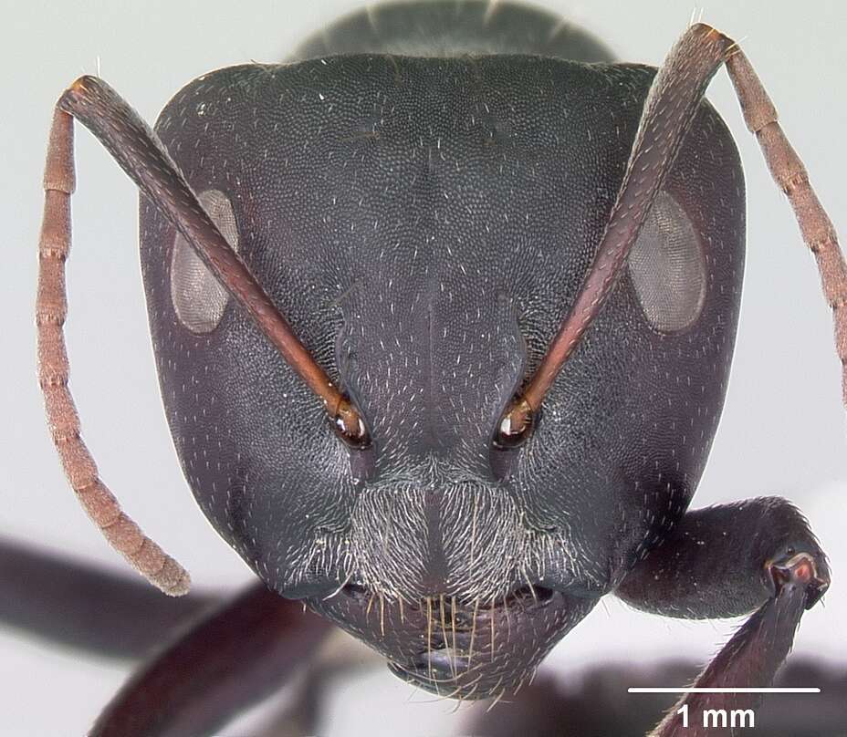 Image of Camponotus sericeus (Fabricius 1798)