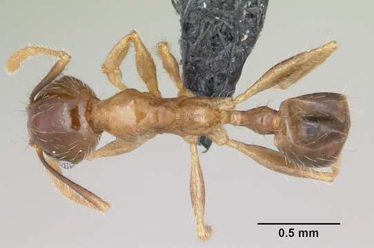 Image of Bigheaded ant