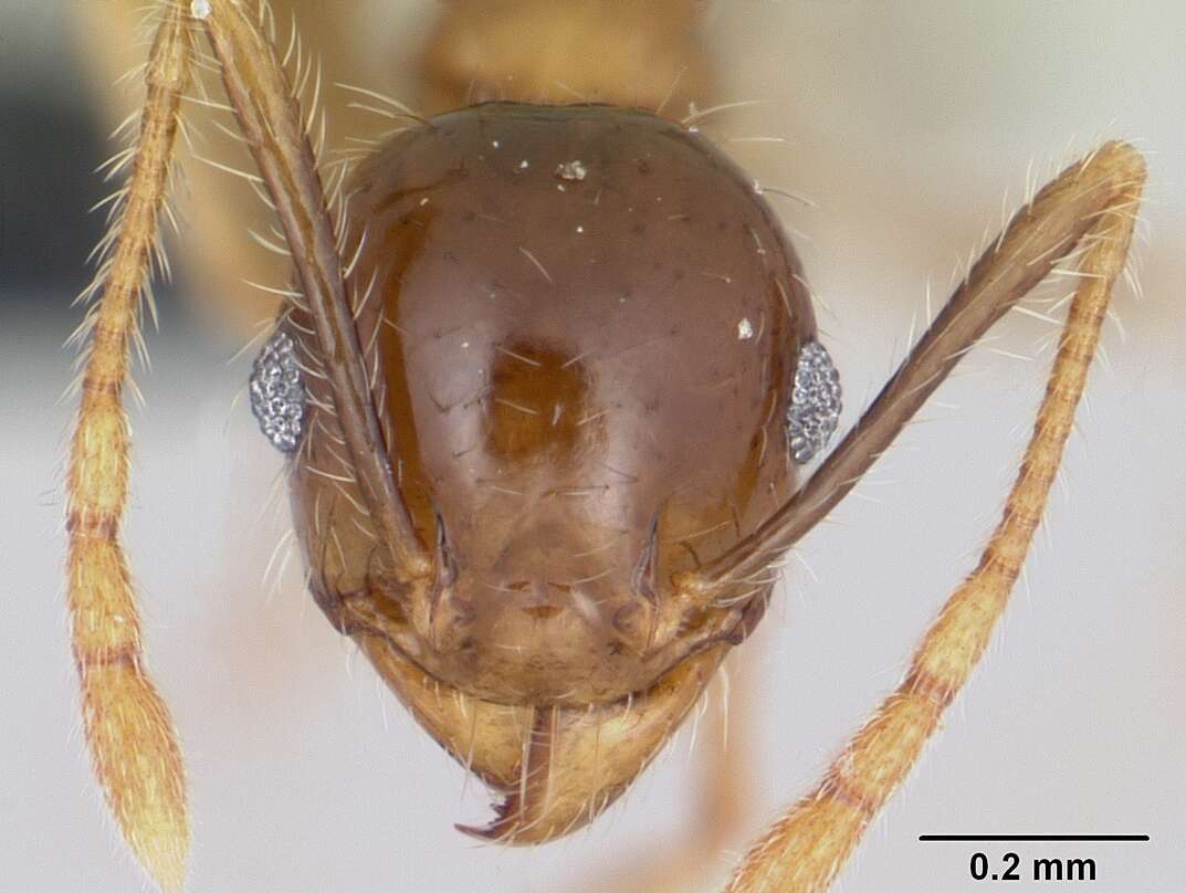 Image of Bigheaded ant