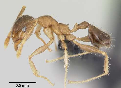 Image of Bigheaded ant