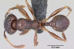 Image of <i>Pheidole cavigenis</i>