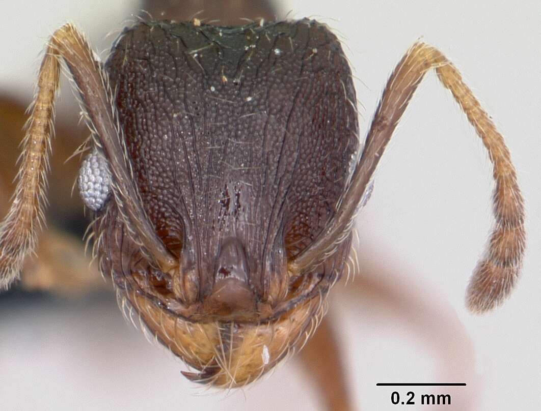 <i>Pheidole cavigenis</i> resmi