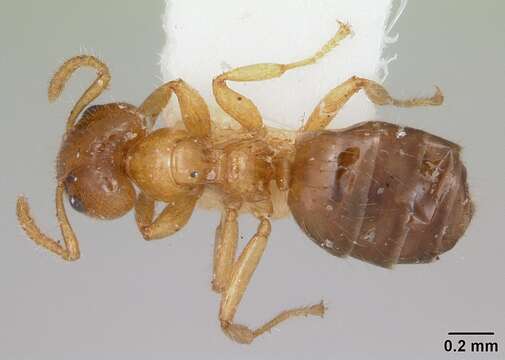 Image of Petalomyrmex