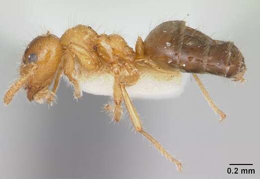 Image of Petalomyrmex