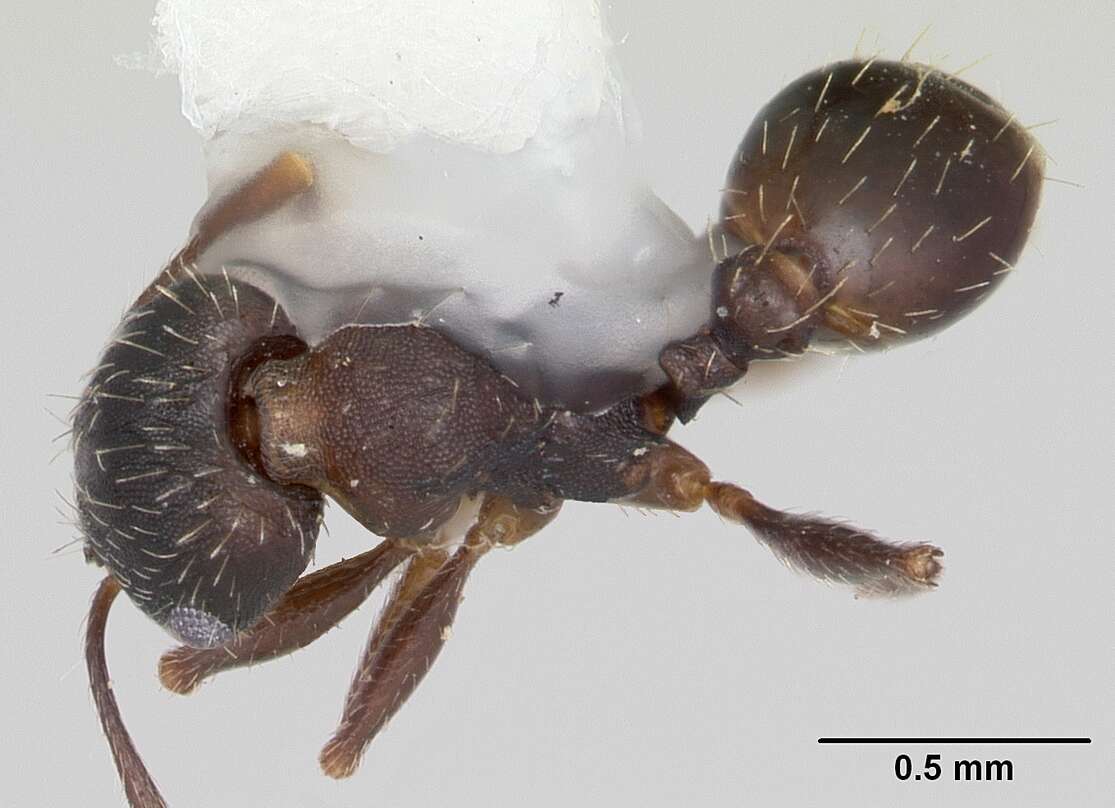 Image of Pheidole wheelerorum MacKay 1988