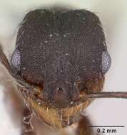 Image of Pheidole wheelerorum MacKay 1988