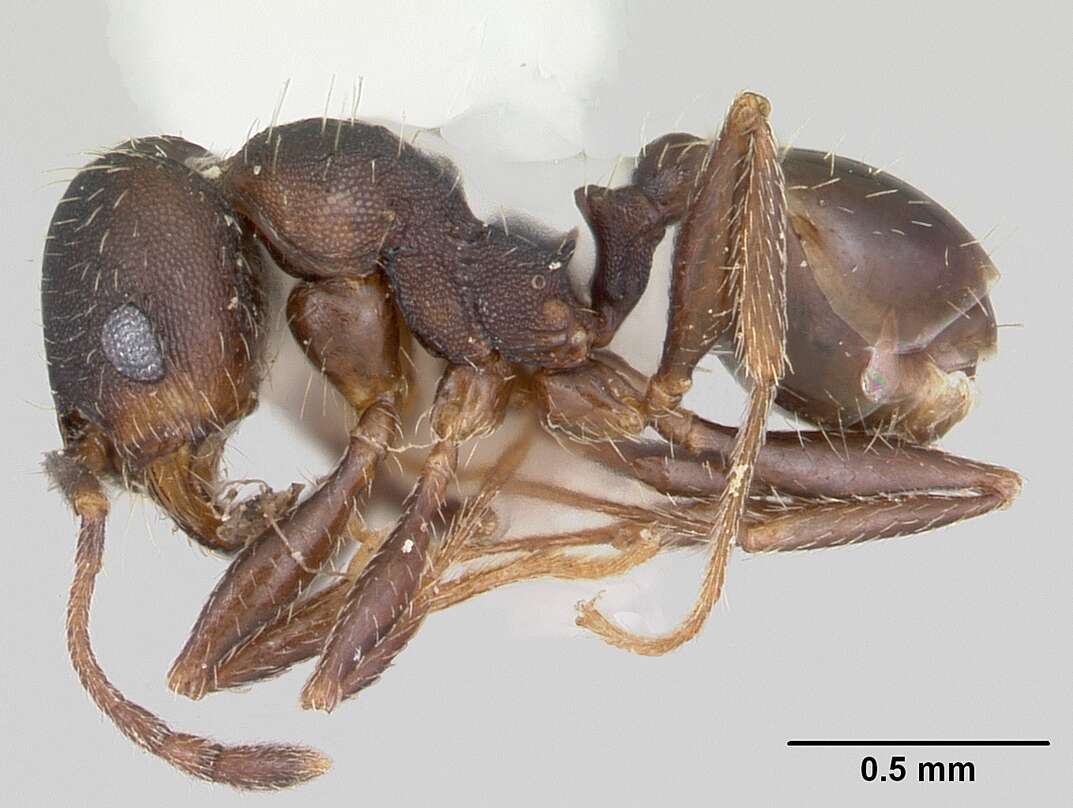 Image of Pheidole wheelerorum MacKay 1988