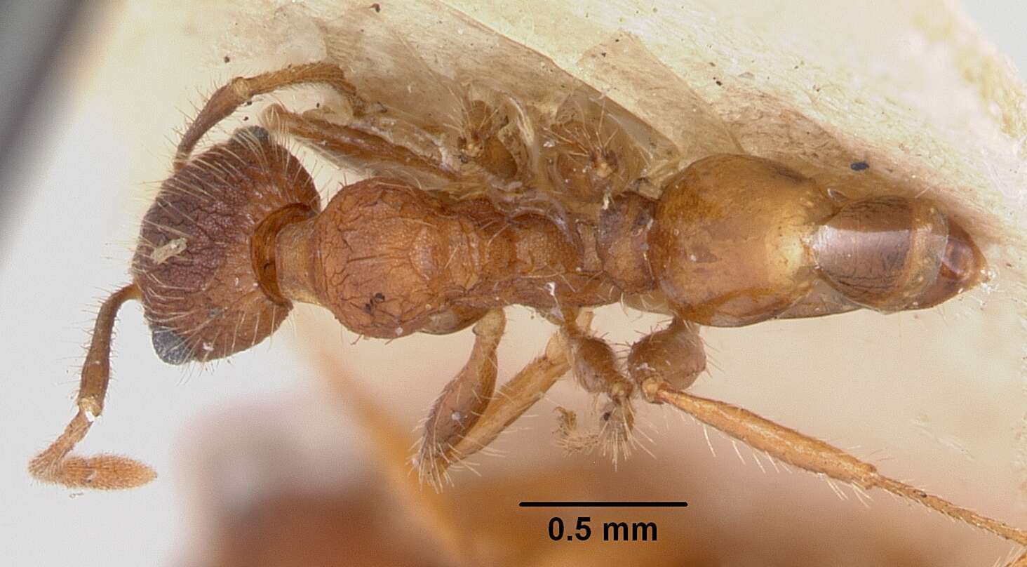 Image of Pheidole texana Wheeler 1903