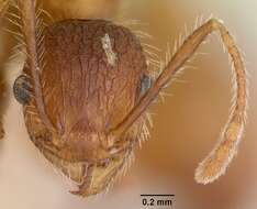 Image of Pheidole texana Wheeler 1903