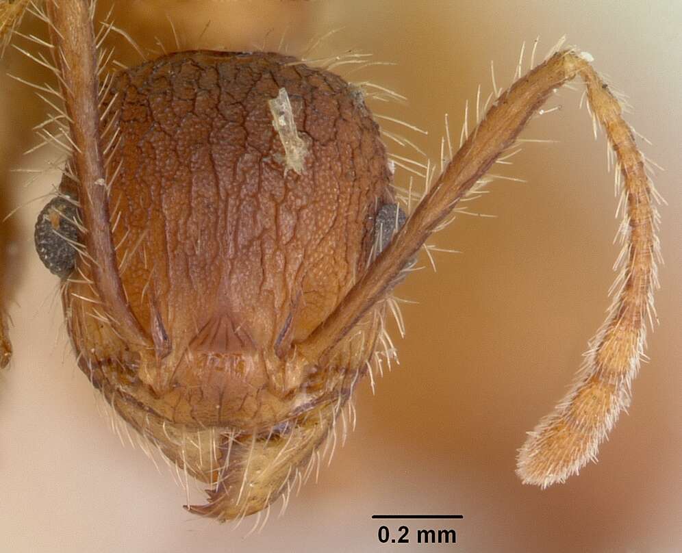 Image of Pheidole texana Wheeler 1903