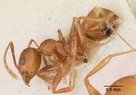 Image of Pheidole texana Wheeler 1903